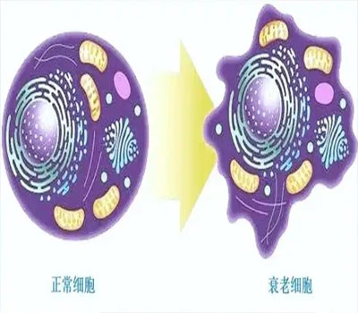 SLU-PP-332 Factory | Shaanxi BLOOM Tech Co., Ltd SLU-PP-332 Factory | Shaanxi BLOOM Tech Co., Ltd