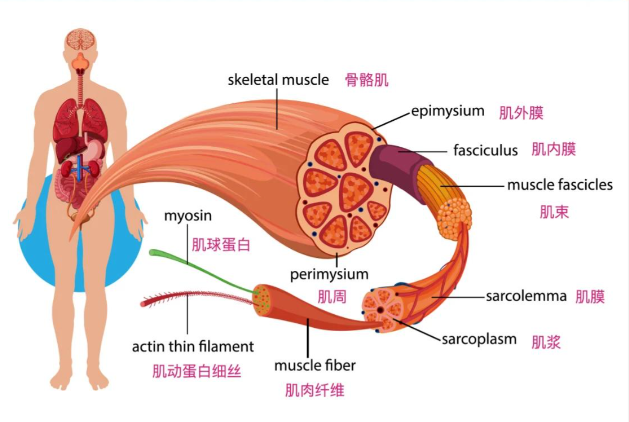 Bioglutide NA-931 Supply | Shaanxi BLOOM Tech Co., Ltd Bioglutide NA-931 Supply | Shaanxi BLOOM Tech Co., Ltd