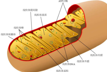 SLU-PP-332 Cost | Shaanxi BLOOM Tech Co., Ltd SLU-PP-332 Cost | Shaanxi BLOOM Tech Co., Ltd