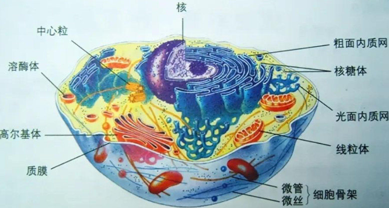 SLU-PP-332 Buy | Shaanxi BLOOM Tech Co., Ltd SLU-PP-332 Buy | Shaanxi BLOOM Tech Co., Ltd