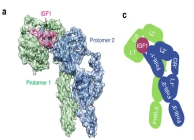 Bioglutide NA-931 IGF-1 Receptor | Shaanxi BLOOM Tech Co., Ltd Bioglutide NA-931 IGF-1 Receptor | Shaanxi BLOOM Tech Co., Ltd