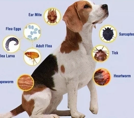 info-525-460