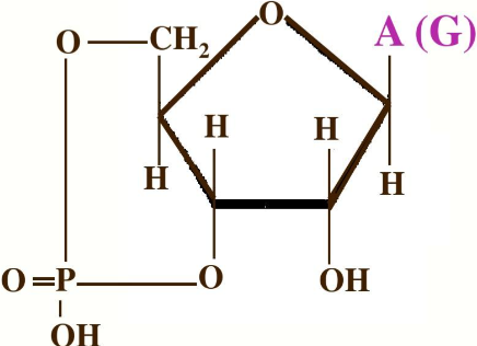 Met-enkephalin Buy | Shaanxi BLOOM Tech Co., Ltd Met-enkephalin Buy | Shaanxi BLOOM Tech Co., Ltd