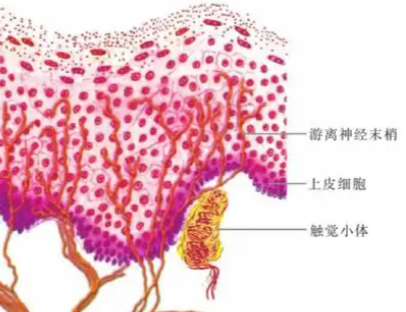 Met-enkephalin Online | Shaanxi BLOOM Tech Co., Ltd Met-enkephalin Online | Shaanxi BLOOM Tech Co., Ltd